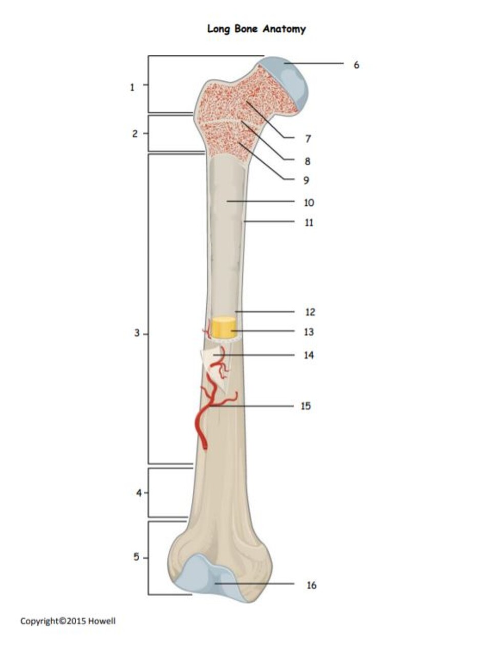 Bone Marrow tests in Houston