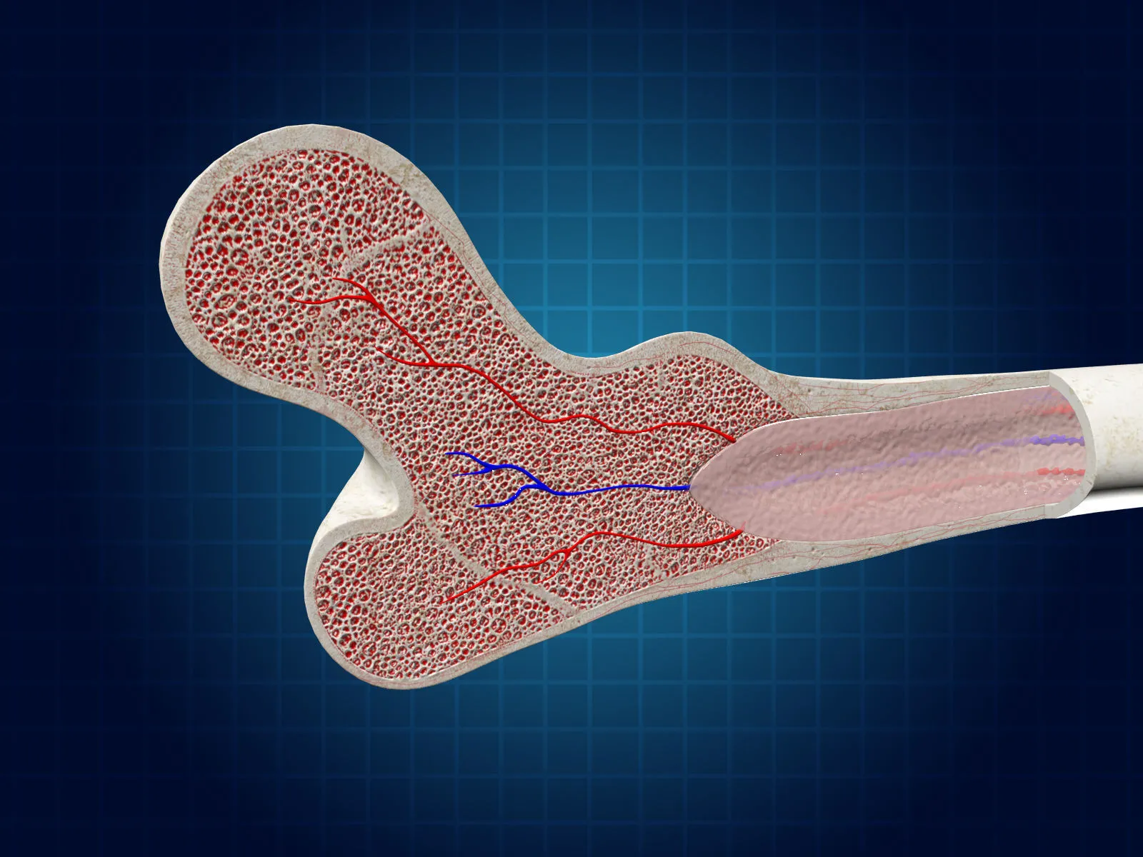 What is bone marrow