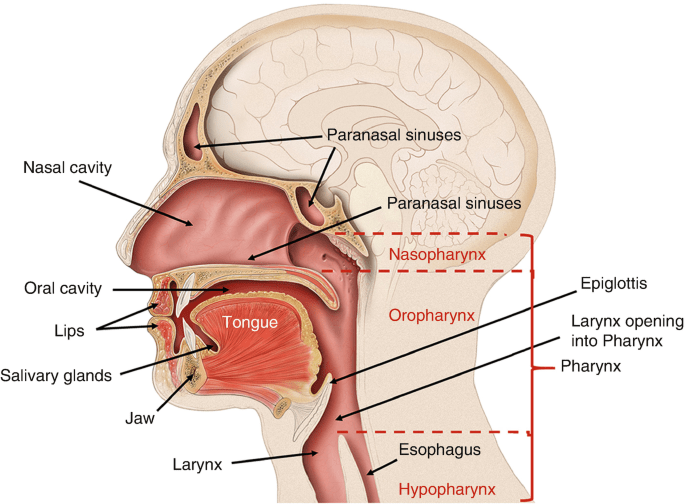 Head and Neck Cancer Treatments Image